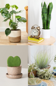 unique indoor plants